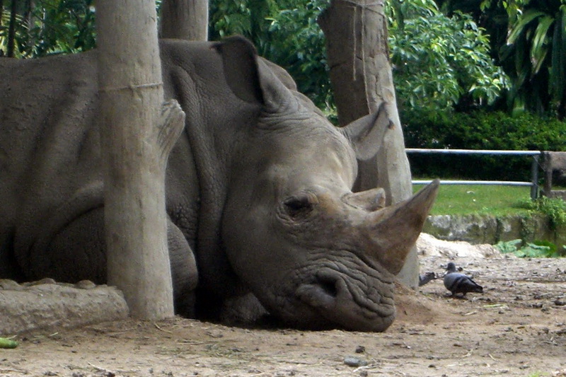 Thailand, Pattaya, Khao Kheow Open Zoo